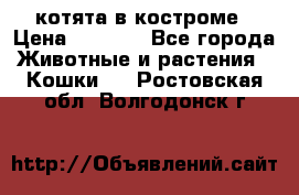 котята в костроме › Цена ­ 2 000 - Все города Животные и растения » Кошки   . Ростовская обл.,Волгодонск г.